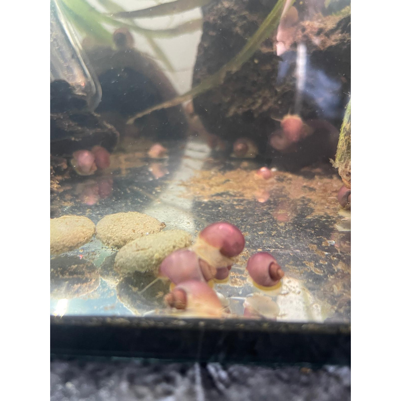 1x Nerite Snail + 10x Mixed Coloured Ramshorn Snails +2x Trumpet Snail 2x Mystery + Plus At least 5x Free Floating Plants