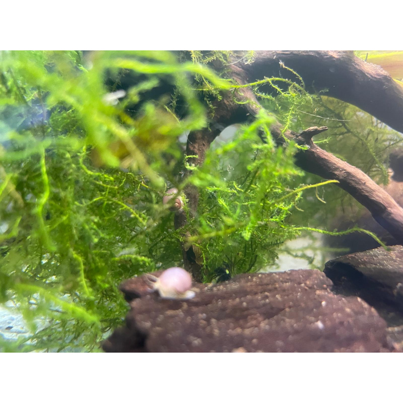 5x Pink Mystery Snails + At least 5x Free Floating Plants