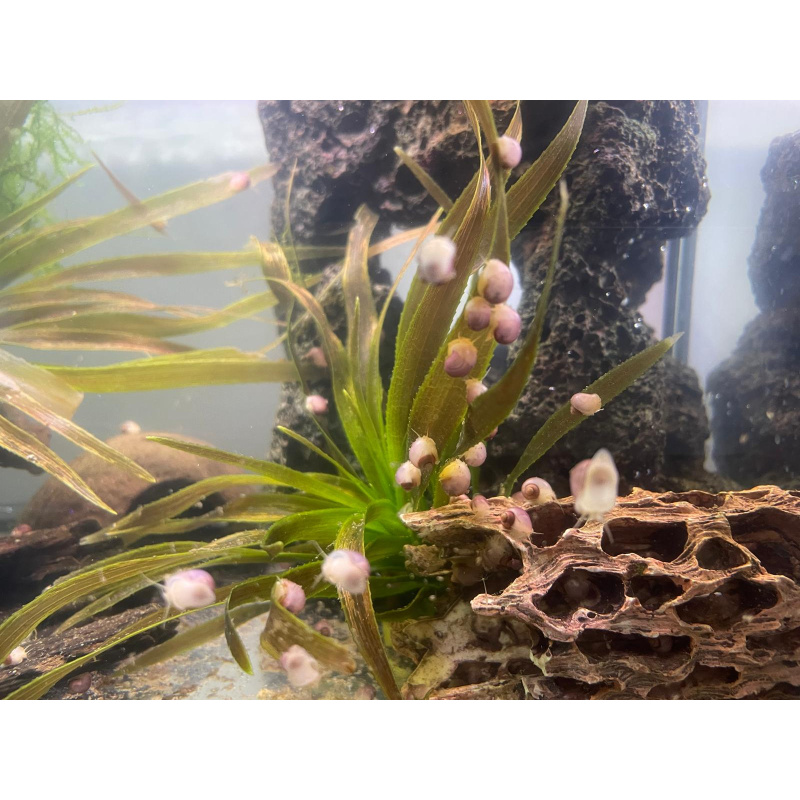 5x Pink Mystery Snails + At least 5x Free Floating Plants