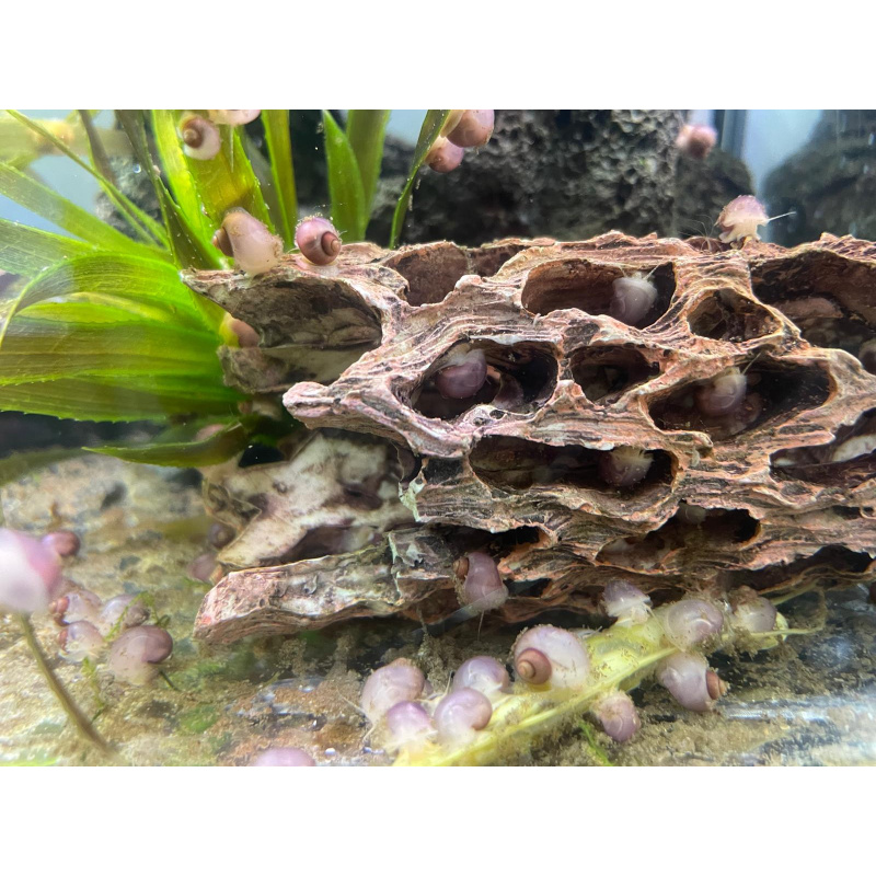 1x Nerite Snail + 10x Mixed Coloured Ramshorn Snails +2x Trumpet Snail 2x Mystery + Plus At least 5x Free Floating Plants