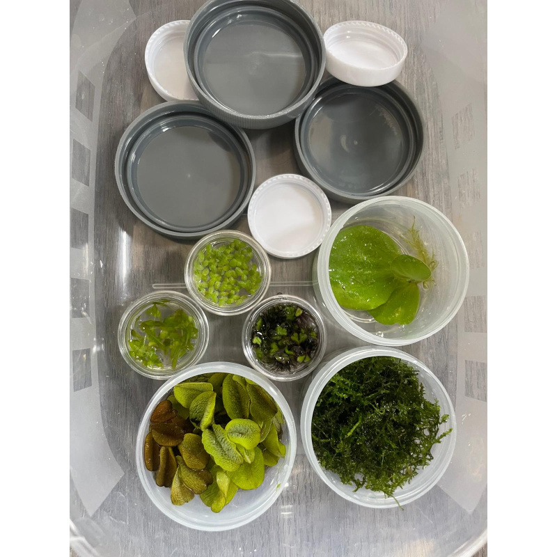 25x Pink Pearl Ramshorn Snails + At Least 5x Free floating Plants