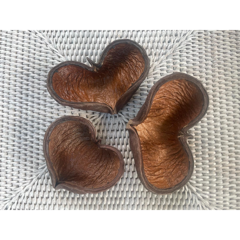 Large Botanicals Pod Box, Bio Food Beneficial tanning, preventing, disease, + Decor, Hides