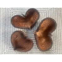 3x Mixed Sized Buddha Nuts, Natural Hide, For Breeding, Molting, Bio Food + 1x Free Indian Almond leaf (Cattapa)