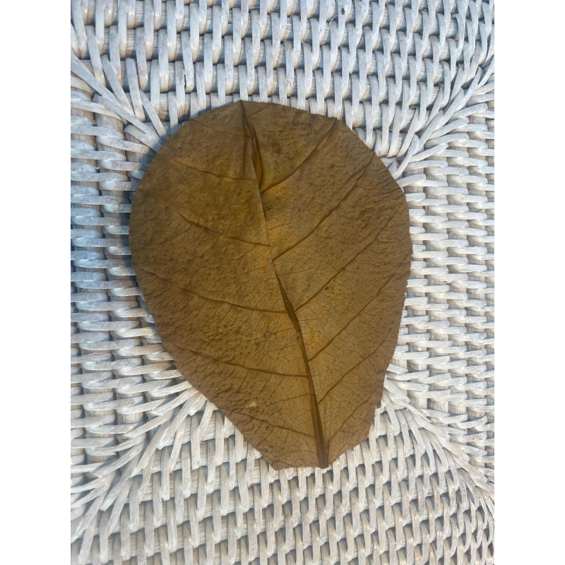 Large Botanicals Pod Box, Bio Food Beneficial tanning, preventing, disease, + Decor, Hides