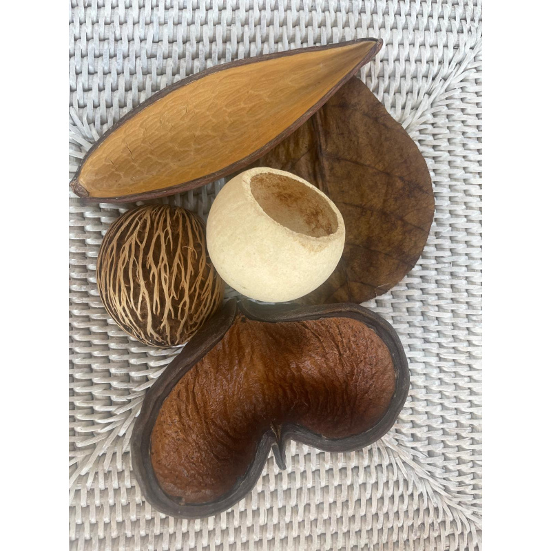 Large Botanicals Pod Box, Bio Food Beneficial tanning, preventing, disease, + Decor, Hides