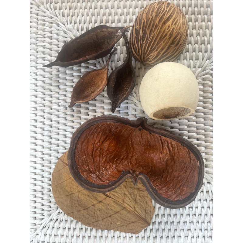 Large Botanicals Pod Box, Bio Food Beneficial tanning, preventing, disease, + Decor, Hides