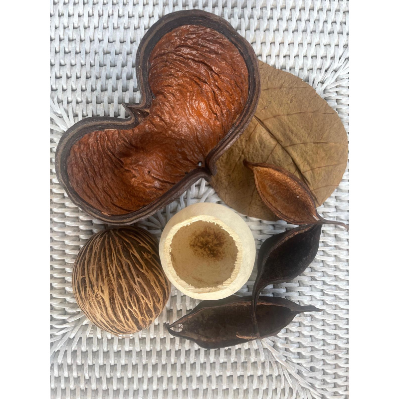 Large Botanicals Pod Box, Bio Food Beneficial tanning, preventing, disease, + Decor, Hides