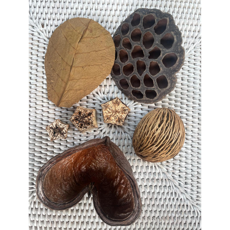 Large Botanicals Pod Box, Bio Food Beneficial tanning, preventing, disease, + Decor, Hides