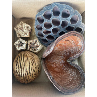 Large Botanicals Pod Box, Bio Food Beneficial tanning, preventing, disease, + Decor, Hides