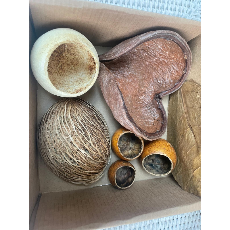 Large Botanicals Pod Box, Bio Food Beneficial tanning, preventing, disease, + Decor, Hides