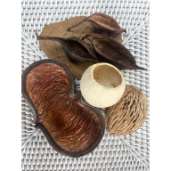 Large Botanicals Pod Box, Bio Food Beneficial tanning, preventing, disease, + Decor, Hides