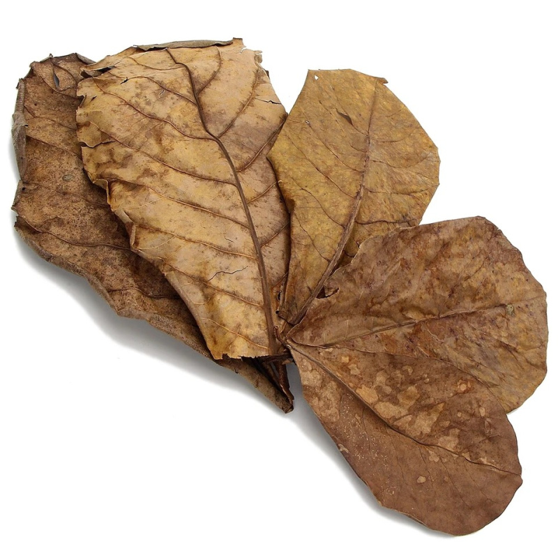Shrimp Breeding Kit - 8g Ultra Fresh Shrimp Pro Food + 5pcs Indian Almond Leaves/Catappa - FREE POSTAGE
