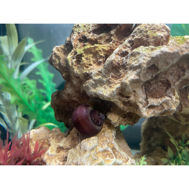1x Nerite 2x Mystery Snails + 10x Mixed Coloured Ramshorn Snails +3x Trumpet Snail.