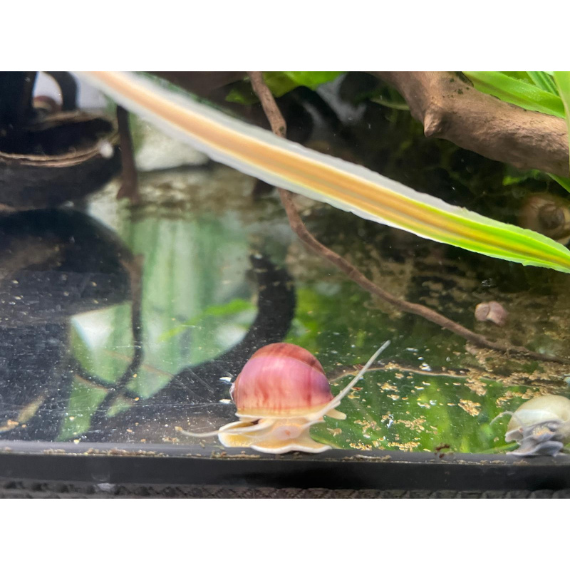 1x Nerite Snail + 10x Mixed Coloured Ramshorn Snails +3x Mystery Snails.