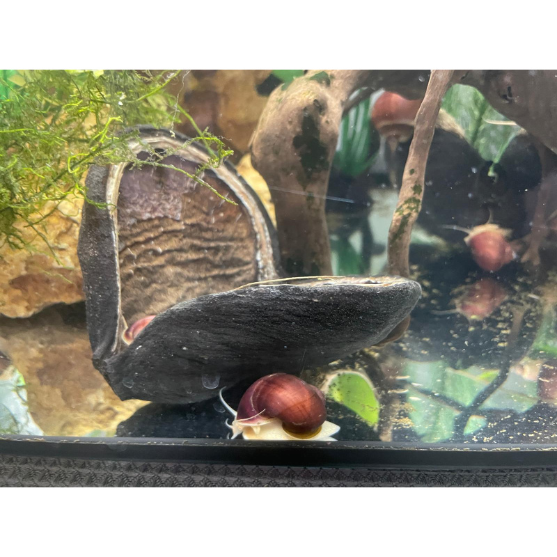 6x Magenta Mystery Snails