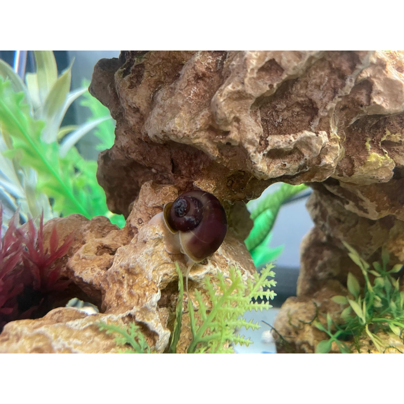 6x Magenta Mystery Snails