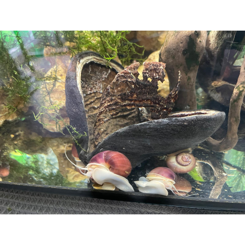 Pink Purple Mix 3x Mystery Snails (Purple & Magenta) 10x Pink Pearl Ramshorn.
