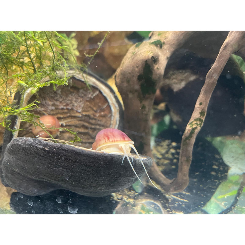 1x Nerite 2x Mystery Snails + 10x Mixed Coloured Ramshorn Snails +3x Trumpet Snail.