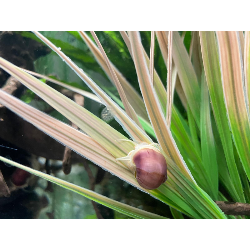 Mystery Snails 3x, Juveniles Purple, Magenta, Blue