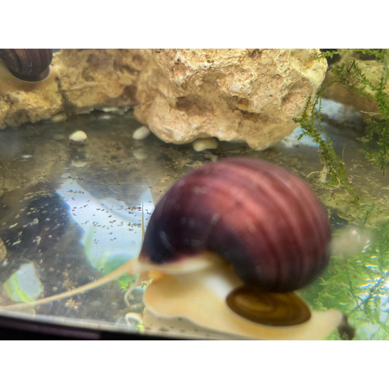 Pink Purple Mix 3x Mystery Snails (Purple & Magenta) 10x Pink Pearl Ramshorn.