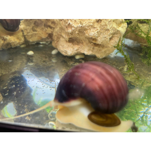 6x Magenta Mystery Snails