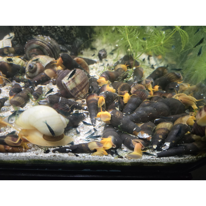 5x Orange Rabbit Snails  Tylomelania gemmifera