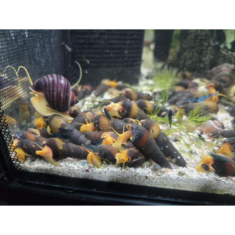 5x Orange Rabbit Snails  Tylomelania gemmifera