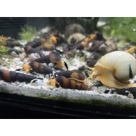 5x Orange Rabbit Snails  Tylomelania gemmifera