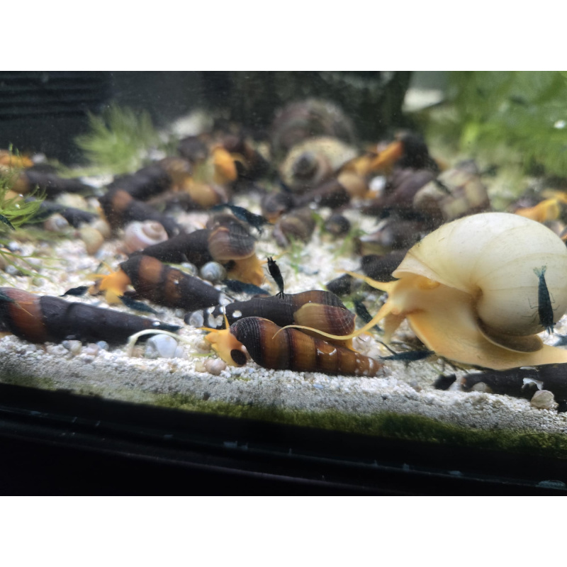 5x Orange Rabbit Snails  Tylomelania gemmifera