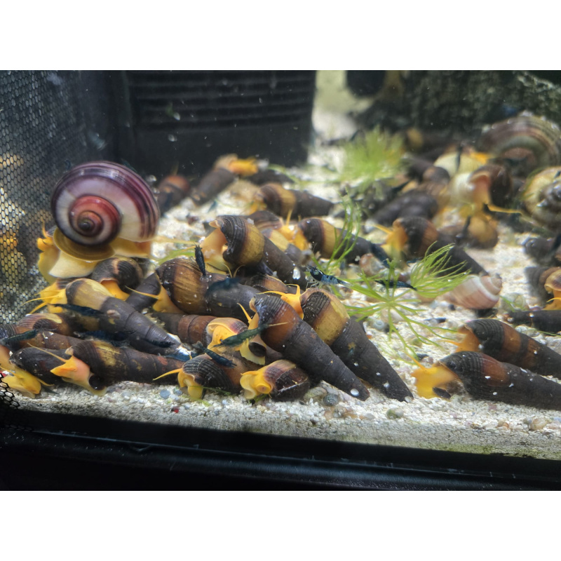 5x Orange Rabbit Snails  Tylomelania gemmifera