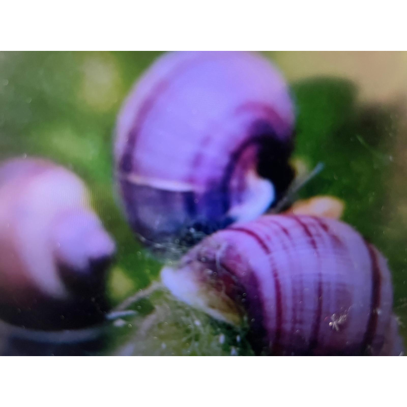 Pink Purple Mix 3x Mystery Snails (Purple & Magenta) 10x Pink Pearl Ramshorn.