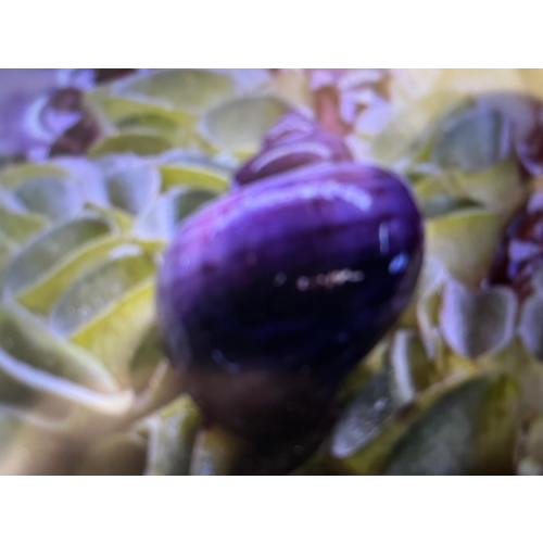 1x Purple Mystery Snail.
