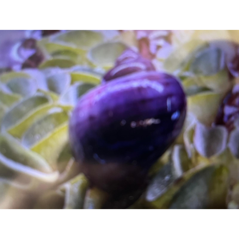 Pink Purple Mix 3x Mystery Snails (Purple & Magenta) 10x Pink Pearl Ramshorn.