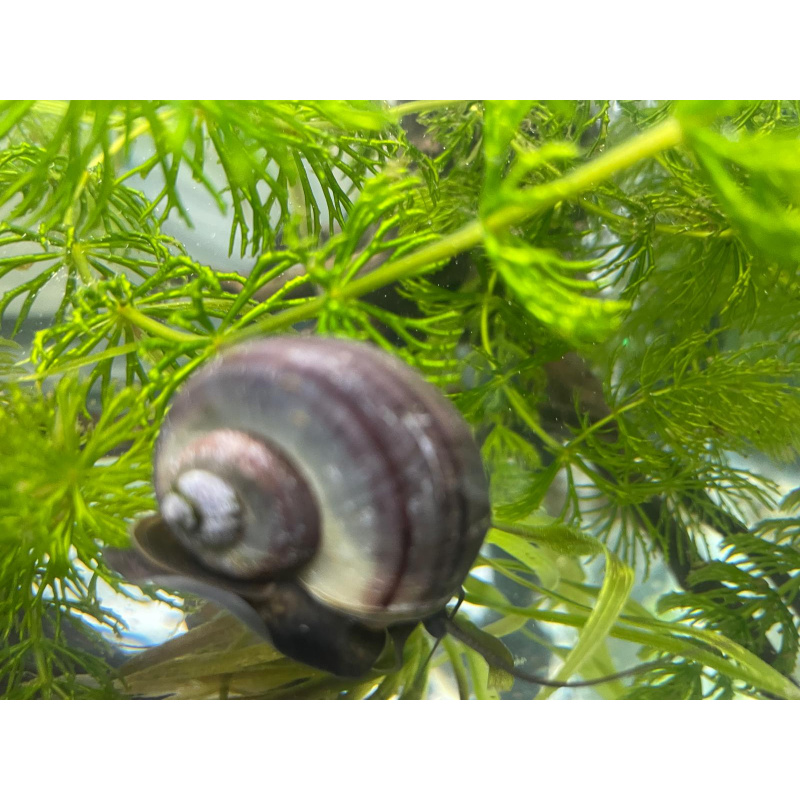 Purple Mystery Snails