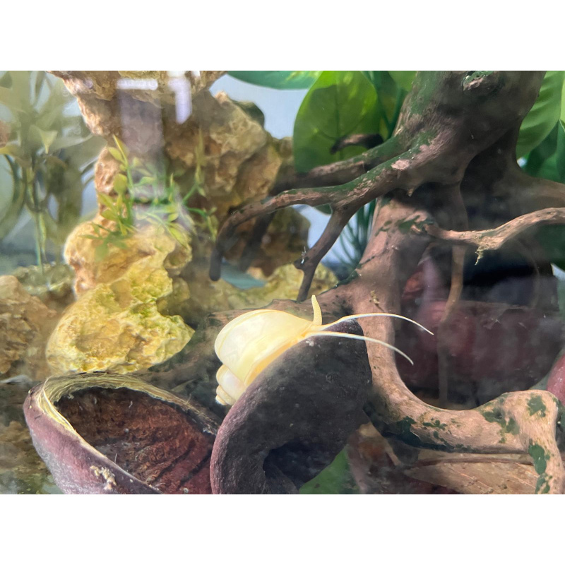 Mystery Snails 7x, Juveniles Purple, Magenta, Blue, Ivory,