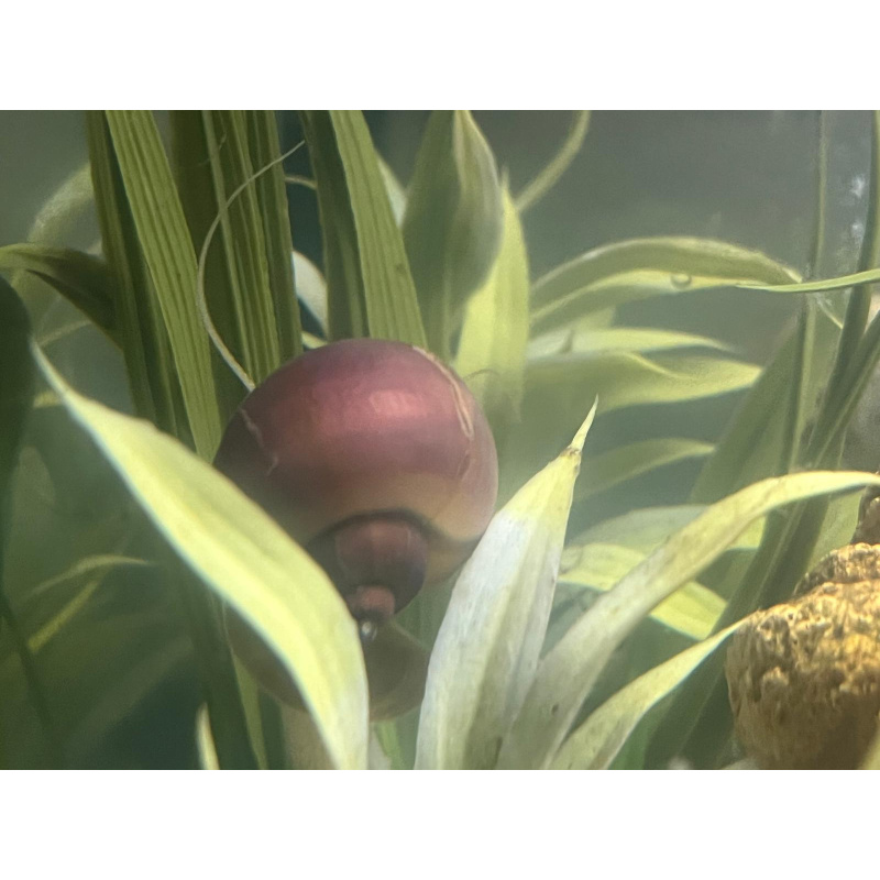 Pink Purple Mix 3x Mystery Snails (Purple & Magenta) 10x Pink Pearl Ramshorn.