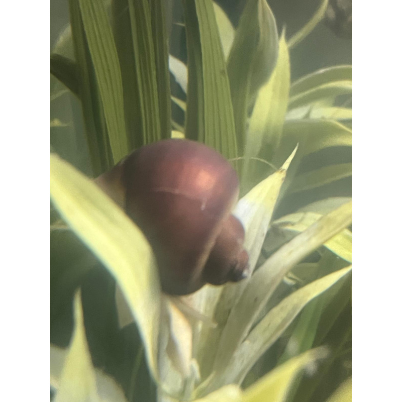 Pink Purple Mix 3x Mystery Snails (Purple & Magenta) 10x Pink Pearl Ramshorn.