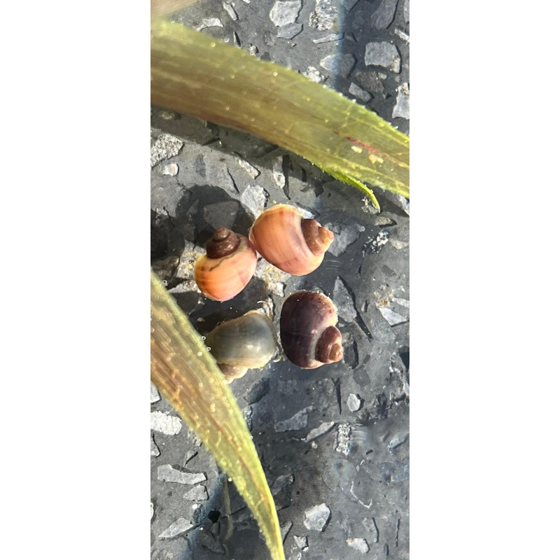 3x Mystery Snails, Juveniles Purple, Magenta, Blue
