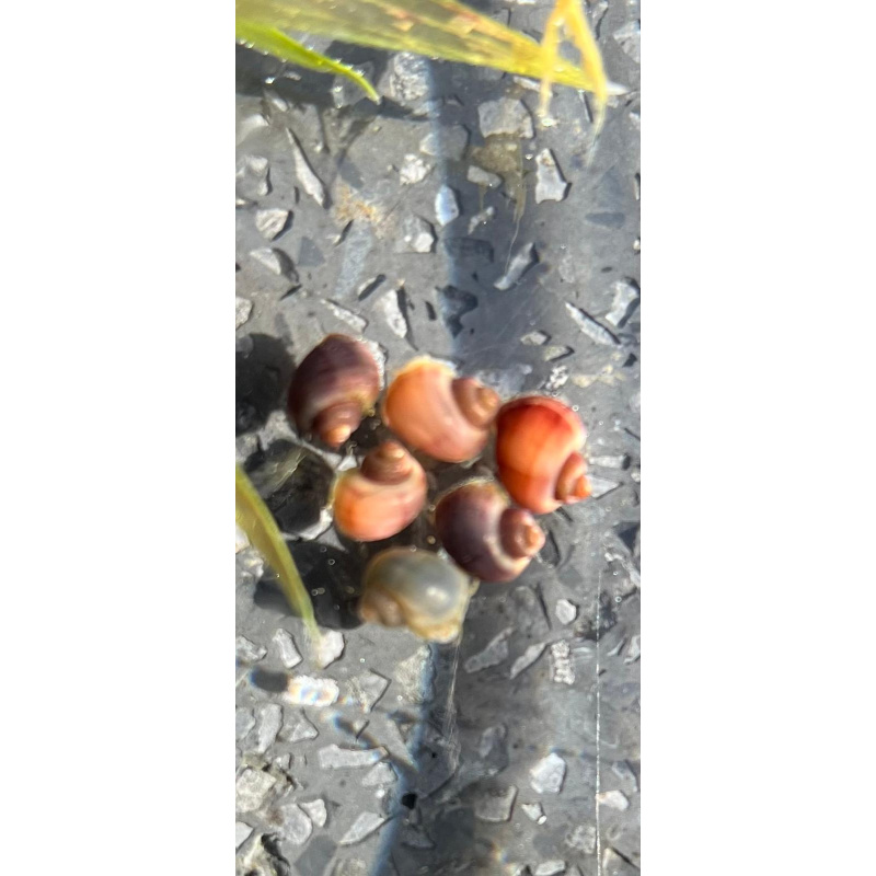 Mystery Snails 3x, Juveniles Purple, Magenta, Blue