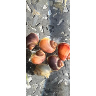 3x Mystery Snails, Juveniles Purple, Magenta, Blue