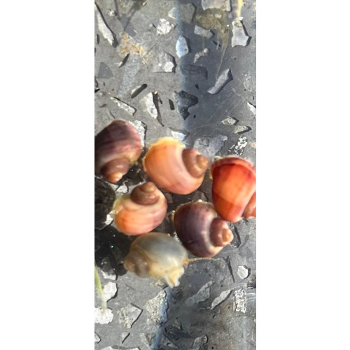 7x Mystery Snails, Juveniles Purple, Magenta, Blue, Ivory,