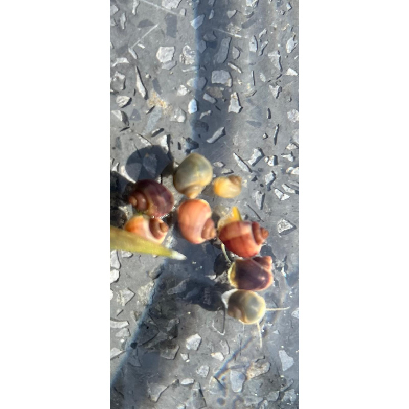 Mystery Snails 3x, Juveniles Purple, Magenta, Blue