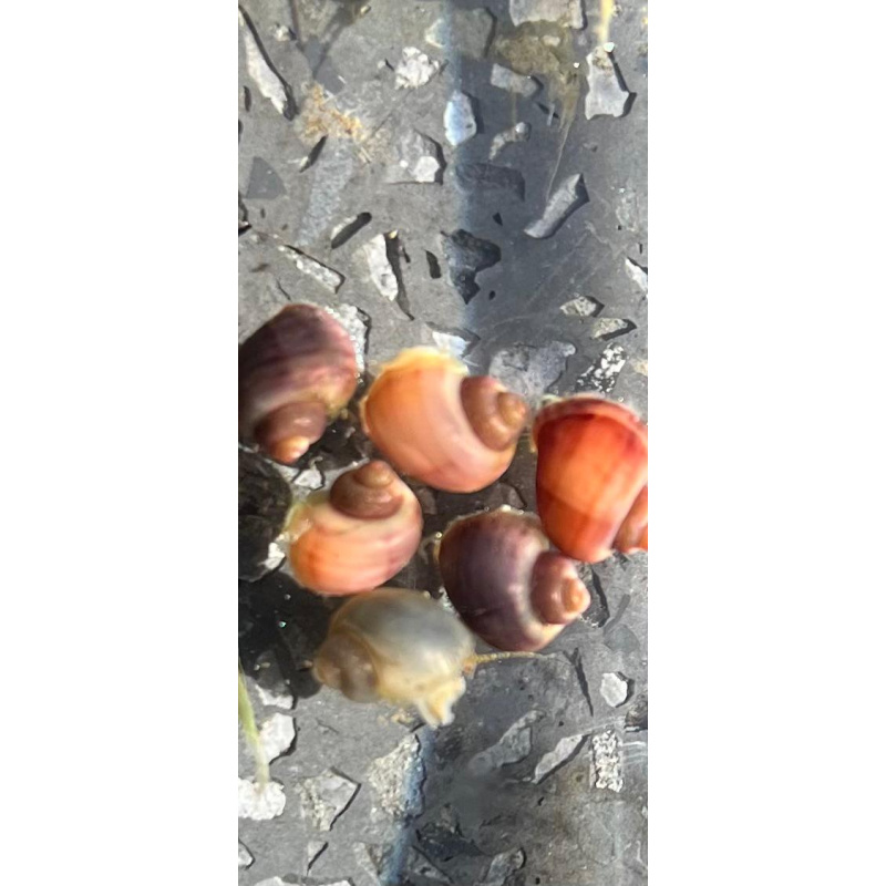 7x Purple Mystery Snails, Juveniles, Plus one Free Buddha Nut.