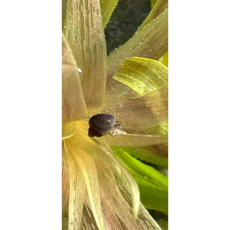 3x Mystery Snails, Juveniles Purple, Magenta, Blue