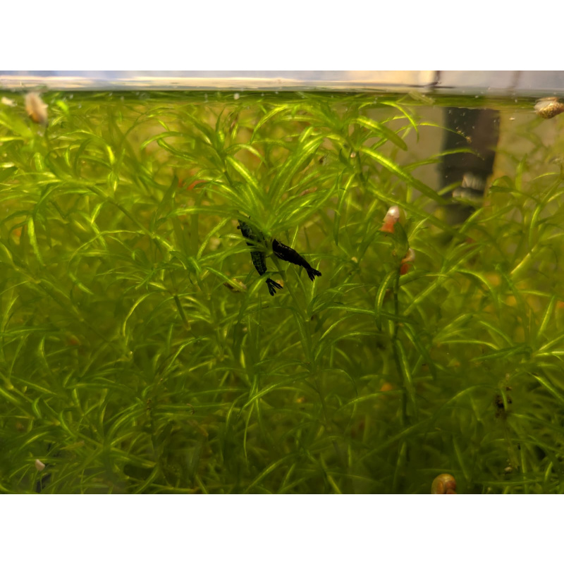 UK-Bred Blue Dream / Blue Velvet Shrimp – 10 Pack | UK Home-Bred | Free Plants + Food Sample