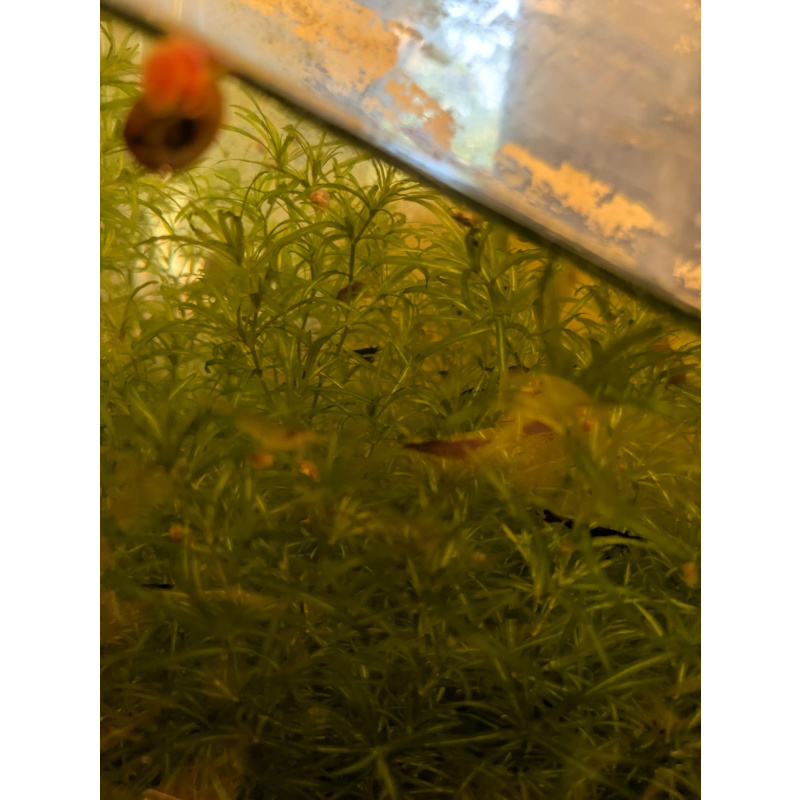Mixed Red Galaxy Marking Shrimp 5 Pack | Clear + Red + Orange + Blue | Free Plants + Food Sample