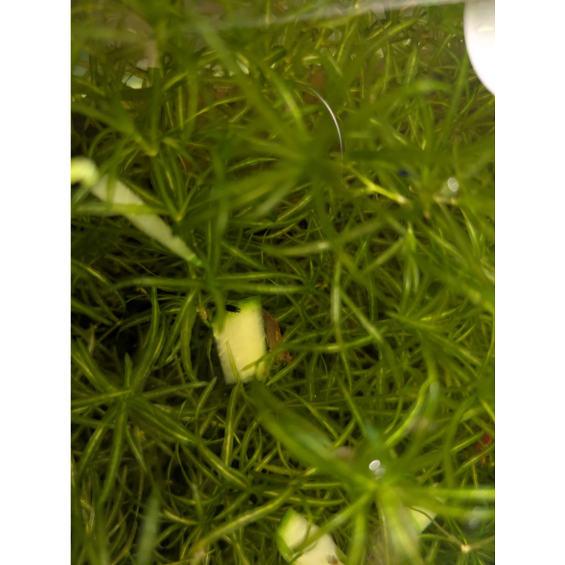 Mixed Red Galaxy Marking Shrimp 5 Pack | Clear + Red + Orange + Blue | Free Plants + Food Sample