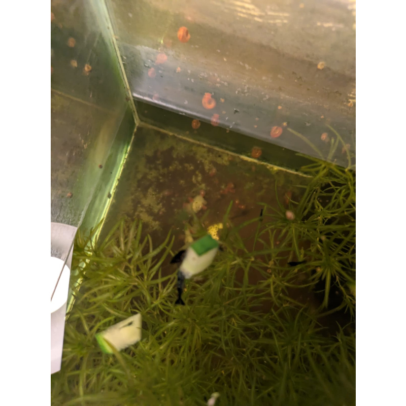UK-Bred Blue Dream / Blue Velvet Shrimp – 10 Pack | UK Home-Bred | Free Plants + Food Sample