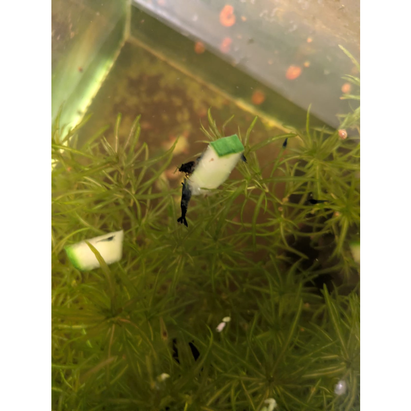 Mixed Red Galaxy Marking Shrimp 5 Pack | Clear + Red + Orange + Blue | Free Plants + Food Sample