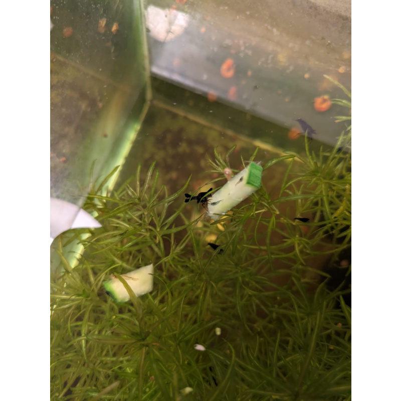 Mixed Red Galaxy Marking Shrimp 5 Pack | Clear + Red + Orange + Blue | Free Plants + Food Sample